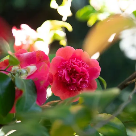 Bed and breakfast Il Casale Di Rossi